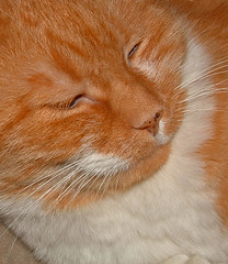 Spike: orange tabby cat