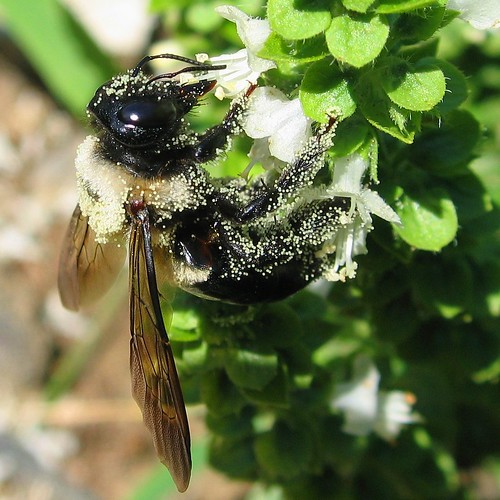 Be-pollened Eastern Carpenter Bee