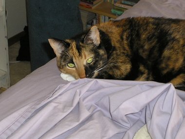 picture of a calico cat