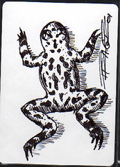Morgue Toad  by Franz Vohwinkel